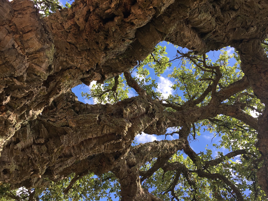 The cork oak